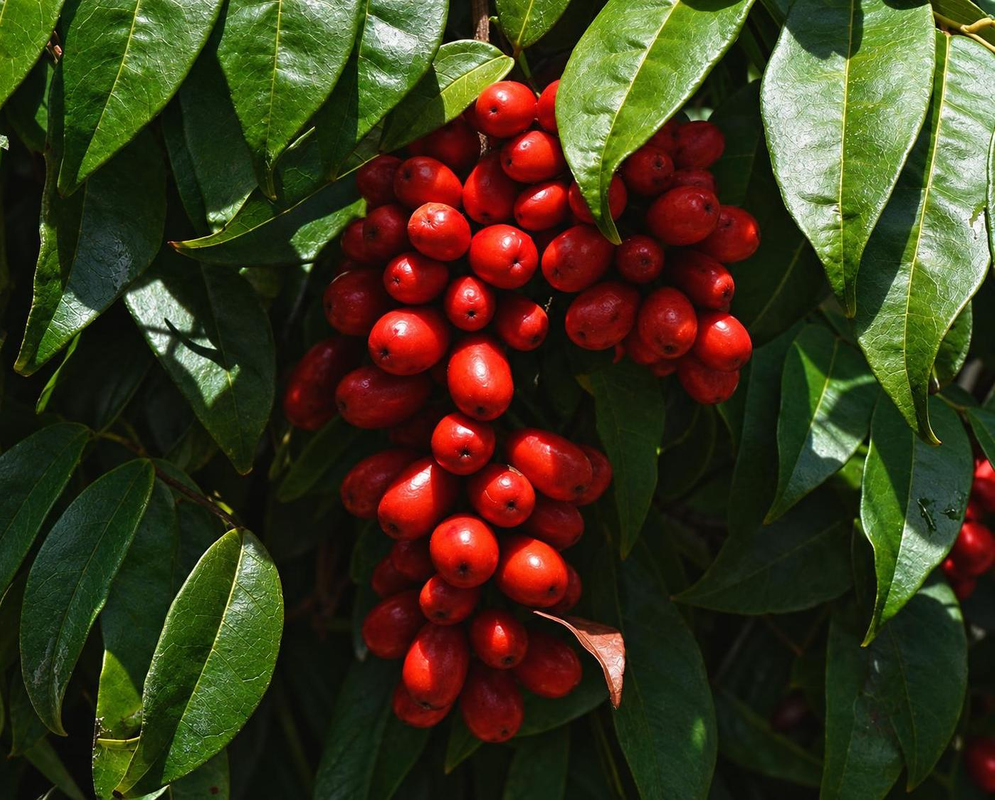 Antidesma bunius bears a dense hanging cluster of glossy red fruits among dark green leaves