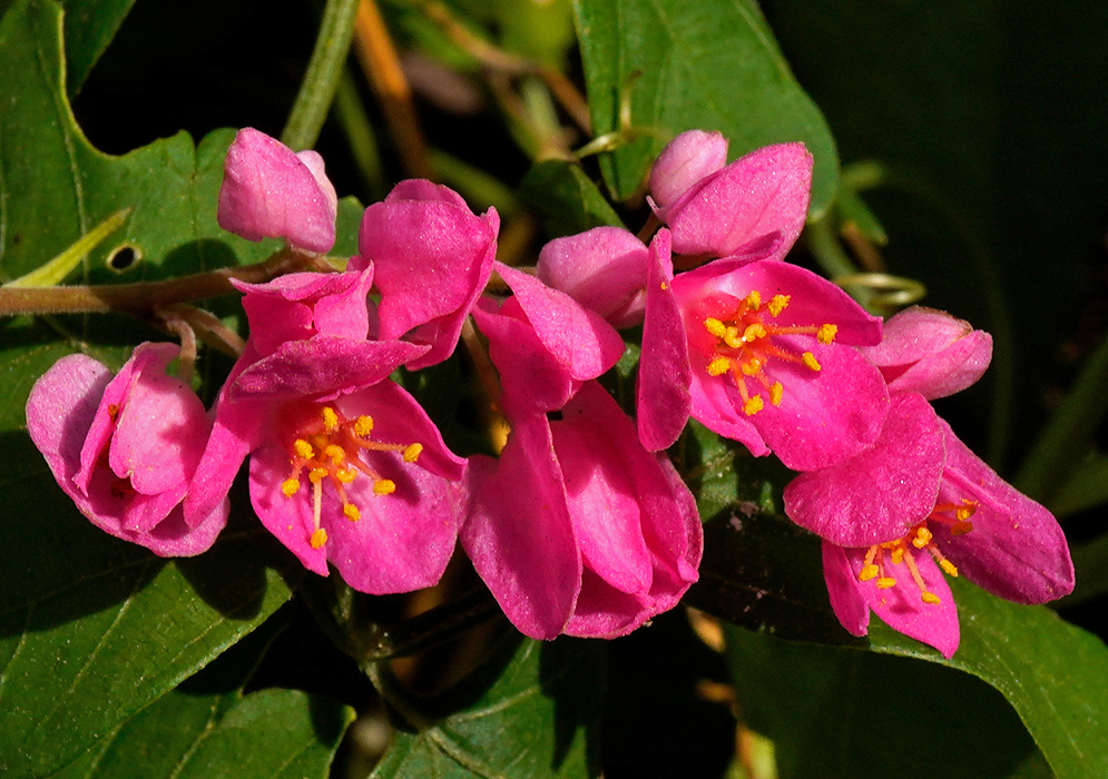 luster of vivid dark pink Antigonon leptopus flowers in full bloom with yellow-tipped stamens surrounded by rich green leaves.