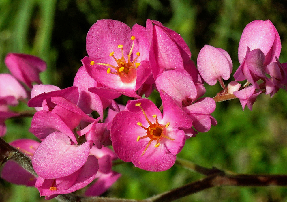 Bright pink Antigonon leptopus flowers forming a dense inflorescence, each with a central orange-red opening and yellow stamens