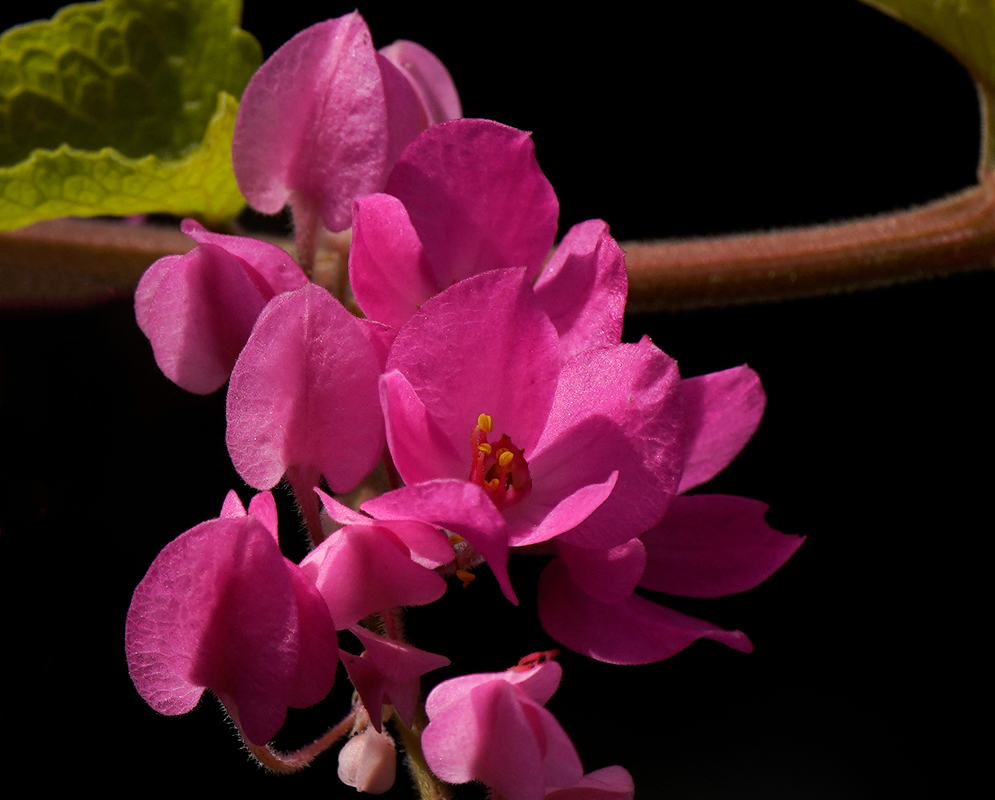 Panicles of bright pink Antigonon leptopus flowers