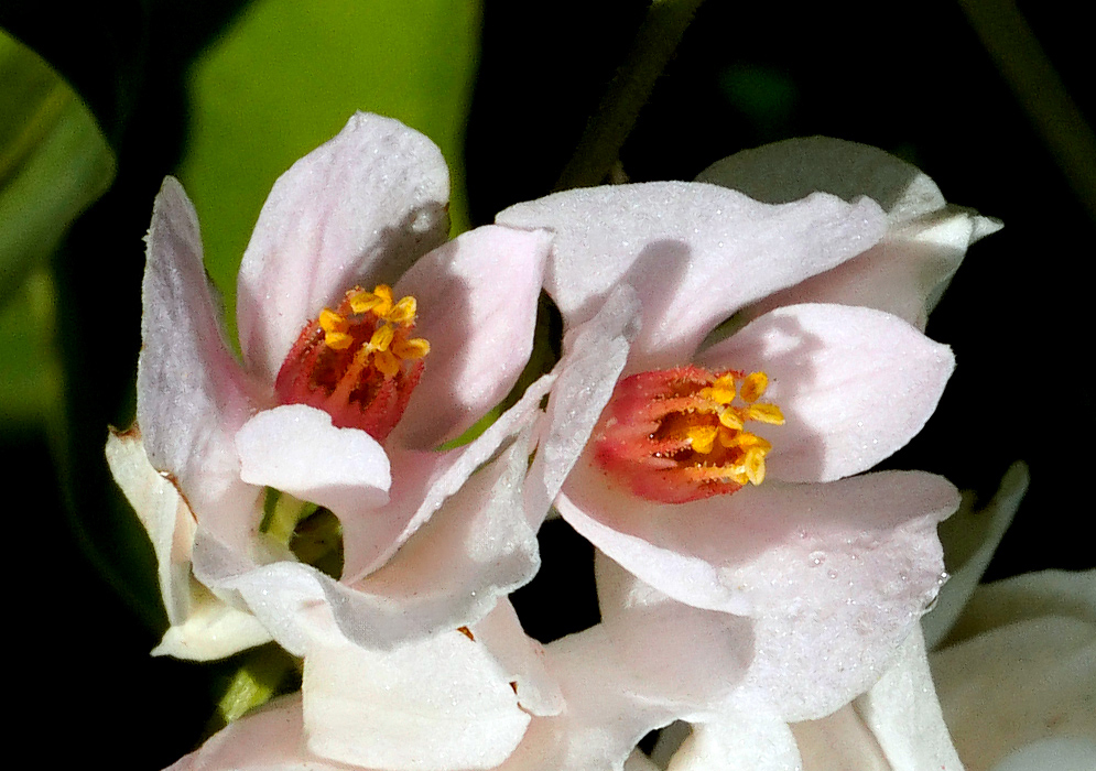 Close-up of delicate white Antigonon leptopus flowers with bright yellow stamens and soft pink centers 