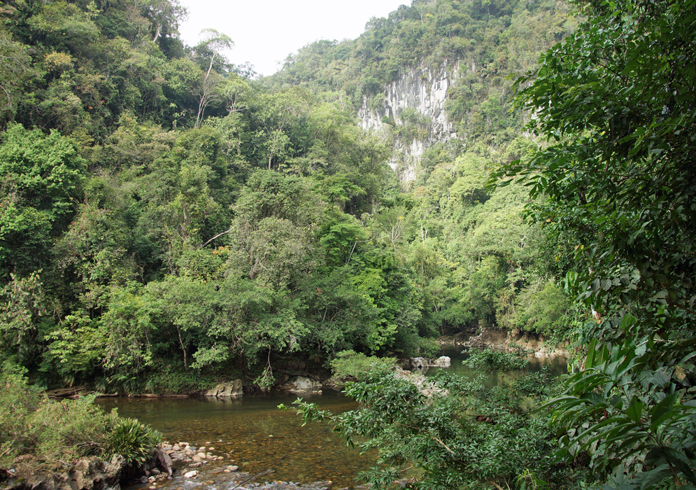 The jungle with a small view to Rio Claro