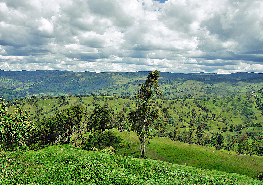 Antioquia's pastureland