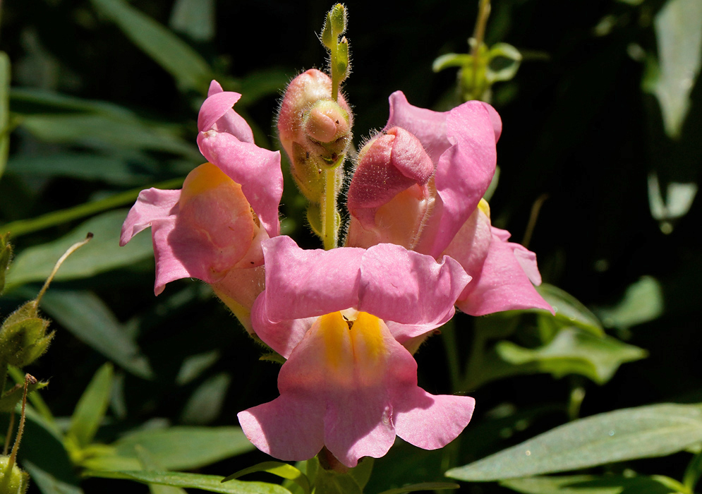 Cluster of bright pink Antirrhinum majus flowers with soft yellow throats, blooming under direct sunlight against a dark green leafy background