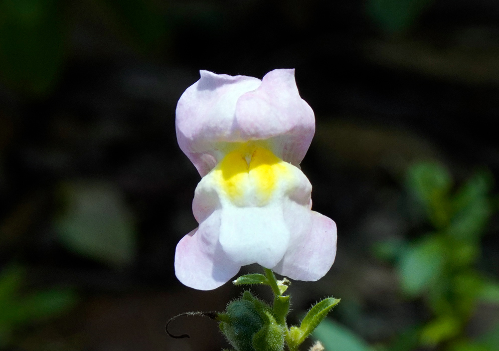 Delicate white Antirrhinum majus flower with soft yellow center, standing upright against a dark, blurred background