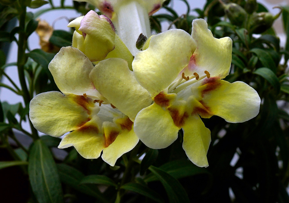 Cream-colored Antirrhinum majus flowers with yellow centers and rusty red markings, blooming in a dense cluster against green foliage