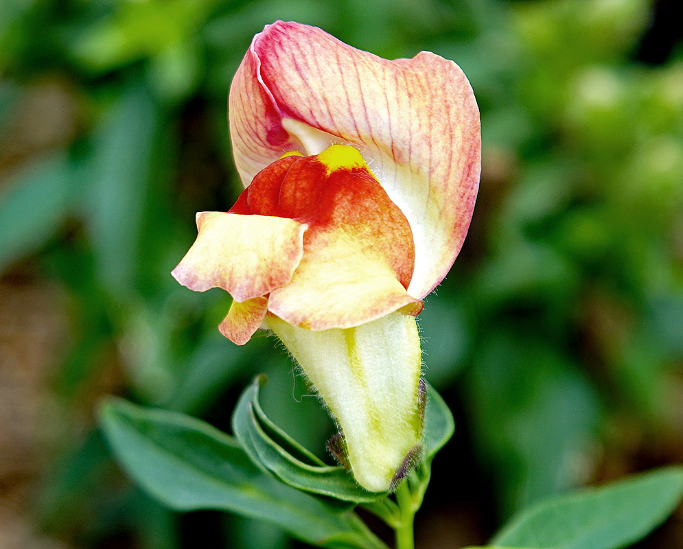 Antirrhinum majus flower with orange, yellow and red colors