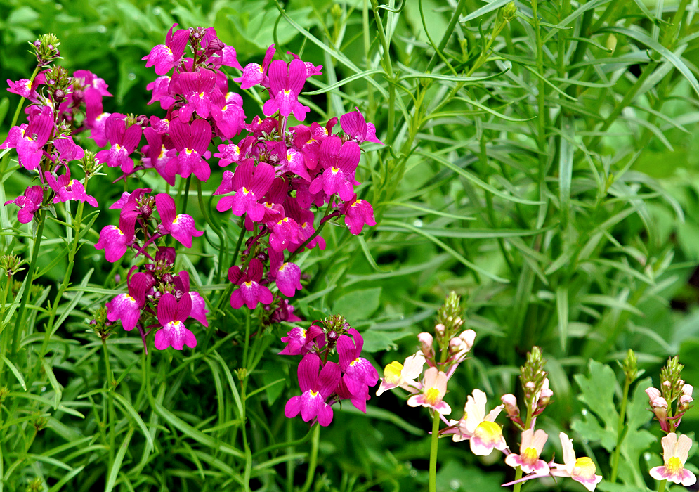 Antirrhinum majus pink and red flowers with yellow centers