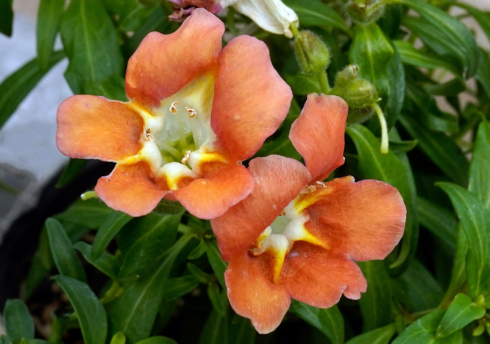 Two vibrant orange Antirrhinum majus flowers with yellow and white centers surrounded by green foliage