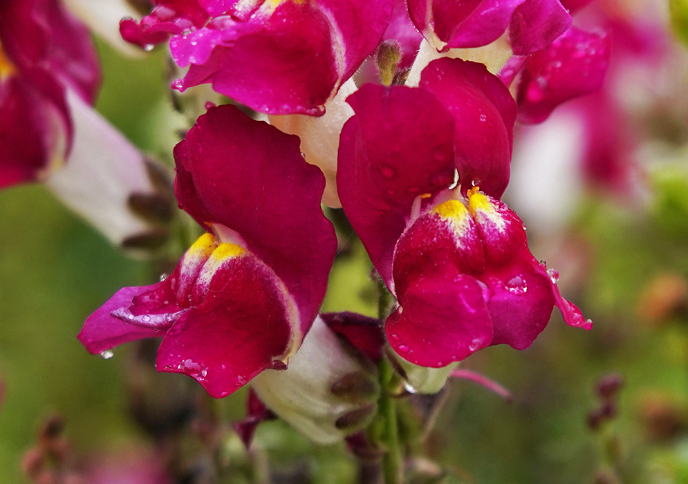 Two red Antirrhinum majus flowers with a yellow center covered in raindrops