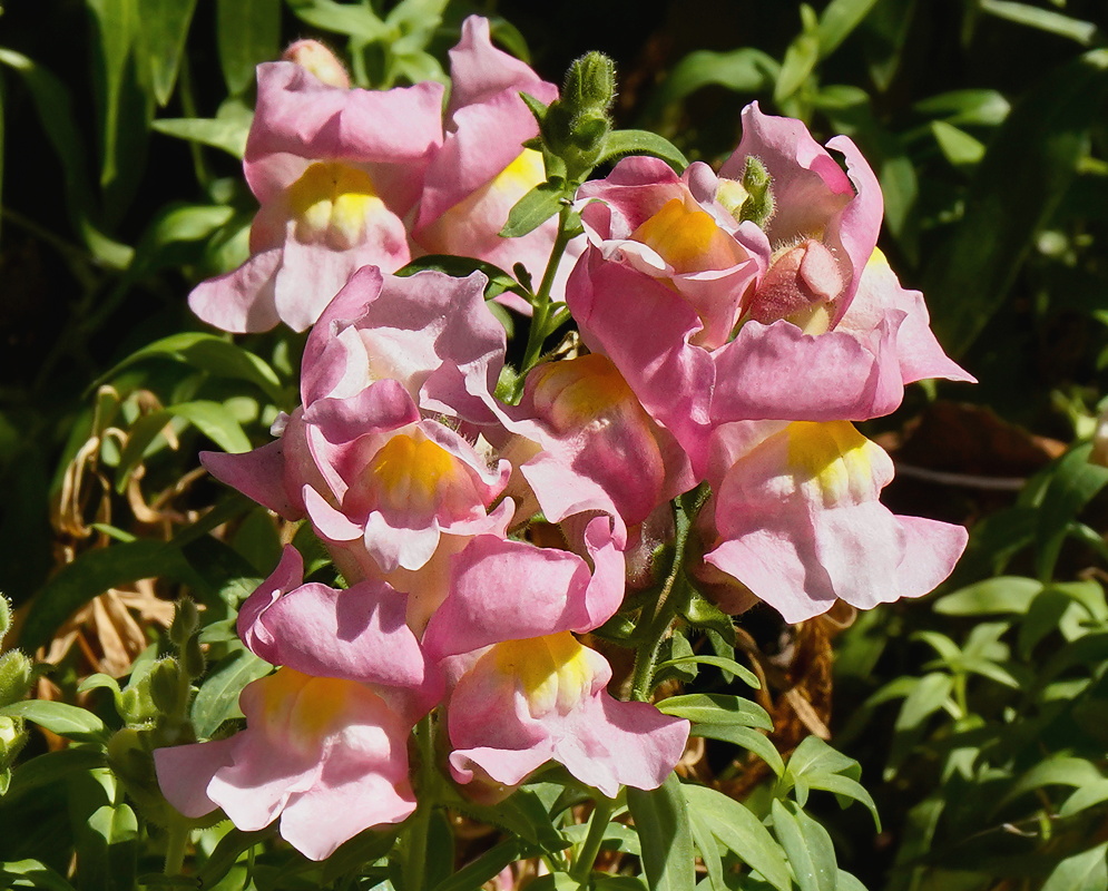 Pink Antirrhinum Majus luster of bright pink Antirrhinum majus flowers with soft yellow throats, blooming under direct sunlight