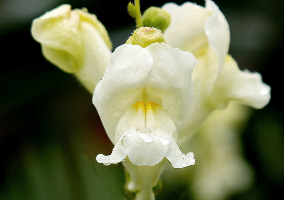 A white Antirrhinum majus flower with a yellow center covered in raindrops