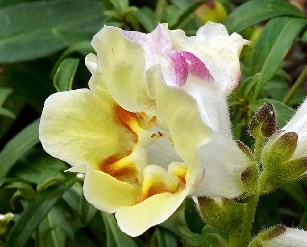 Delicate white Antirrhinum majus flower with creamy yellow center and a splash of magenta on the upper petal, surrounded by green foliage