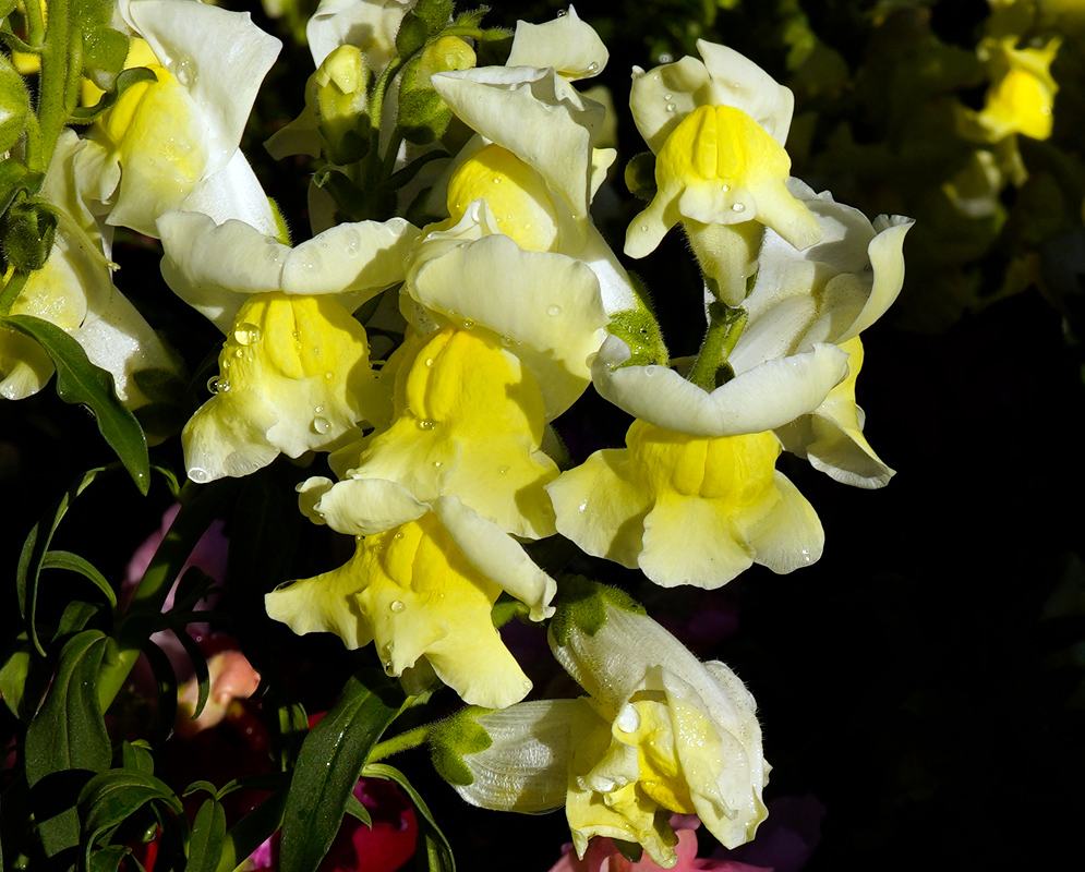 Cluster of yellow and creamy white Antirrhinum majus flowers sparkling with dew against a dark natural background
