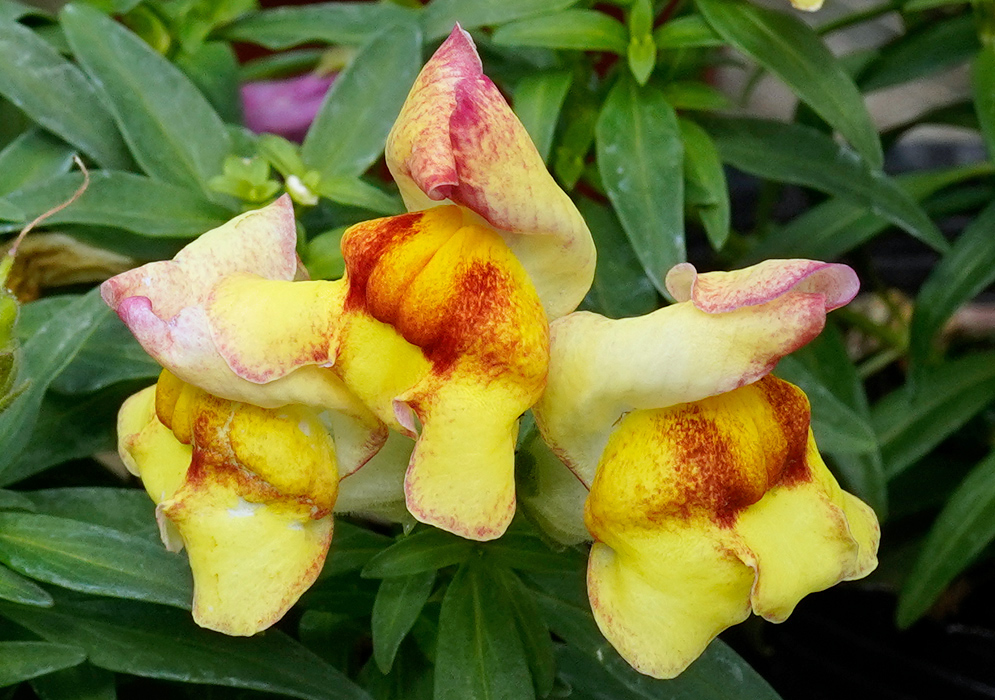 Vibrant yellow Antirrhinum majus flowers with deep red markings and slightly pink-tinged edges against green foliage