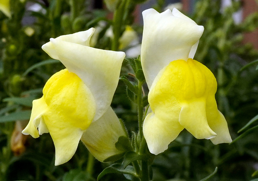 Delicate Antirrhinum majus flowers with pale yellow and creamy white petals blooming in soft light