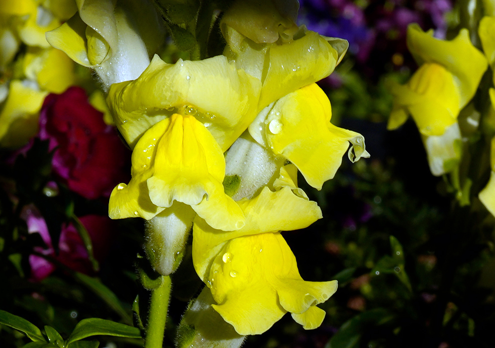 Bright yellow Antirrhinum majus flowers glistening with water droplets, surrounded by deep green leaves and hints of other blossoms