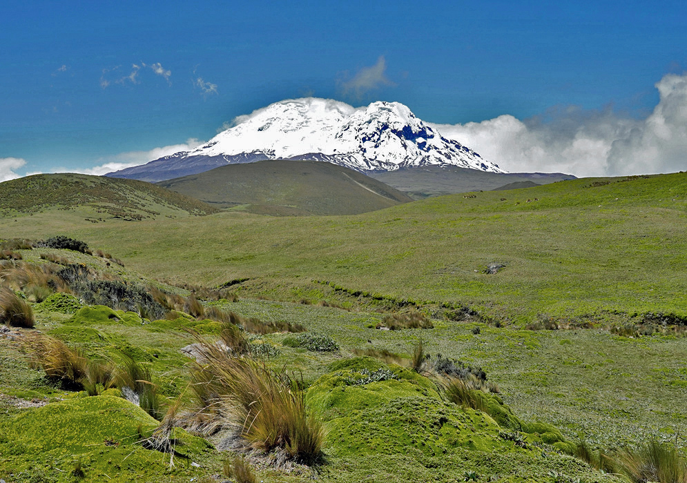 Antisana Volcano Slope View The snow-covered summit of Antisana Volcano seen from a lush green slope in the Ecuadorian páramo