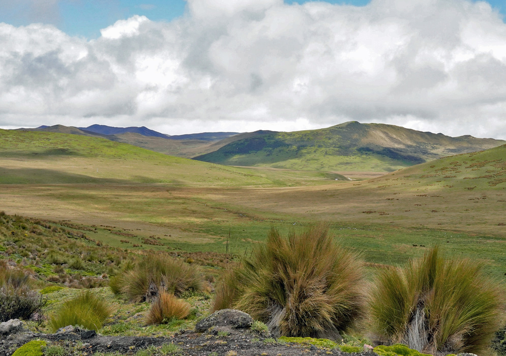 Antisana Páramo Landscape A wide open páramo landscape with bunch grasses and distant rolling hills under a cloudy sky near Antisana