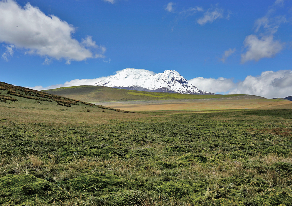 Antisana Volcano From Páramo Expansive view of the páramo ecosystem with mossy ground and the white peak of Antisana Volcano in the distance