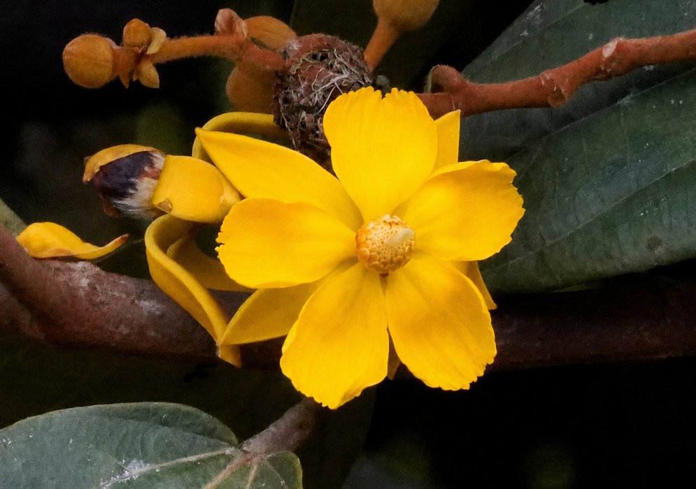 A vibrant yellow five-petaled flower with a textured golden center surrounded by fuzzy brown buds and dark green leaves