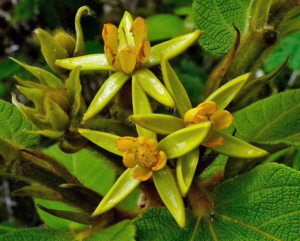 Bright yellow star-shaped flowers of Apeiba tibourbou with fuzzy buds and textured green leaves in the background