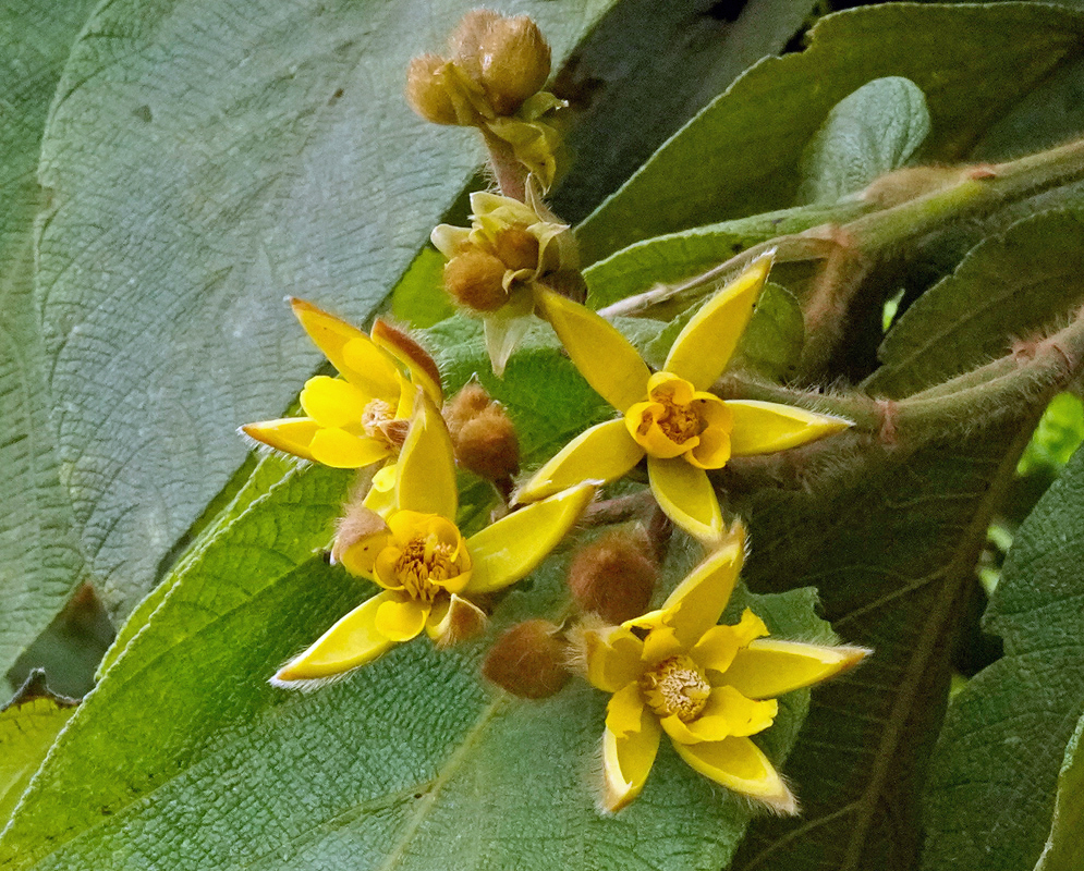 Cluster of yellow star-shaped Apeiba tibourbou flowers with fuzzy buds and large textured green leaves