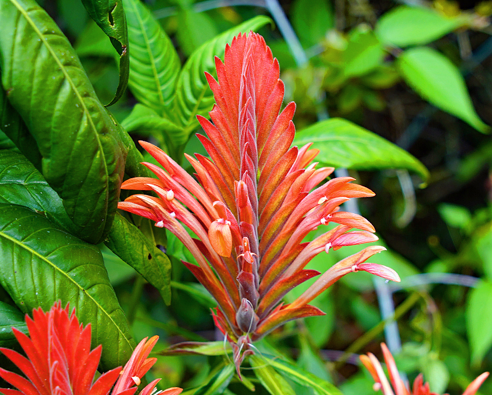 Orange-red inflorescence
