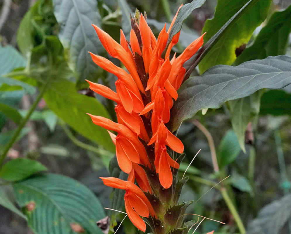 Aphelandra Aurantiaca Bright orange tubular flowers of Aphelandra aurantiaca emerging in a dense vertical spike with dark green foliage in the background