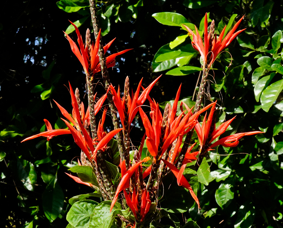Orange red-flowers protruding from an Aphelandra glabrata inflorescence 