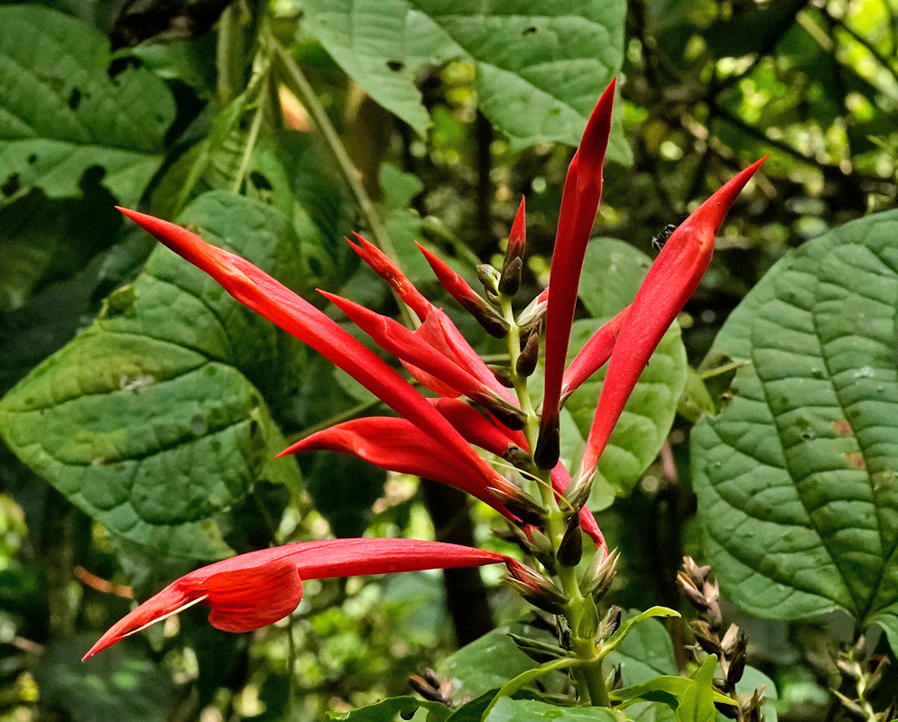 Aphelandra Gracilis Flowers Cluster of elongated bright red tubular flowers of Aphelandra gracilis extending from a central spike against large green leaves
