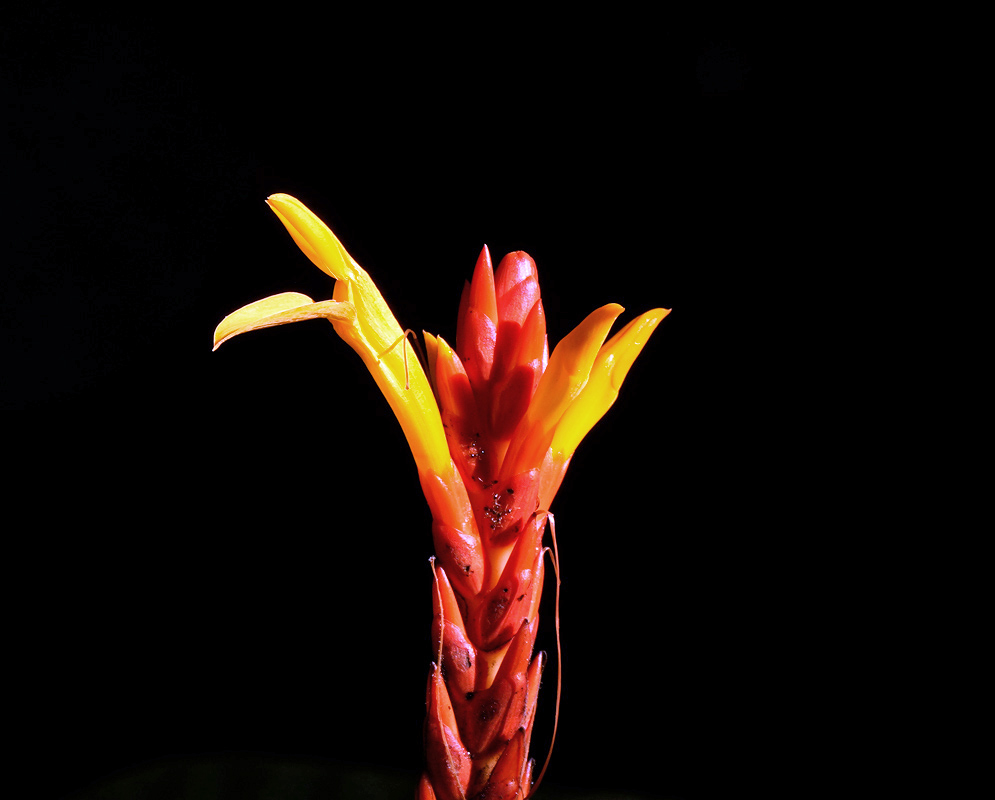 Striking yellow flower of Aphelandra hartwegiana emerging from a vivid red bract against a deep black background
