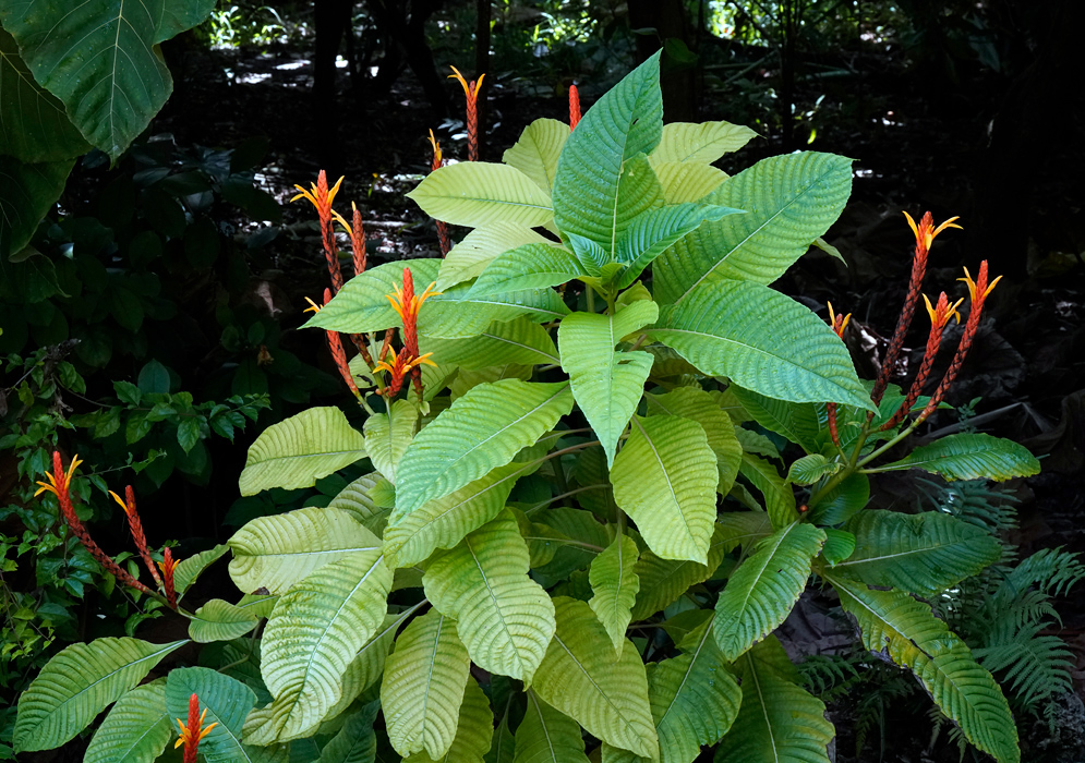 Lush green Aphelandra hartwegiana shrub with bold veined leaves and upright red bracts tipped with yellow flowers in a tropical forest