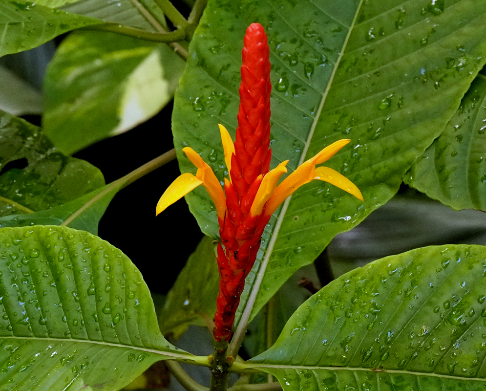 Bright red flower spike of Aphelandra hartwegiana with emerging yellow tubular flowers and rain-speckled green leaves in the background