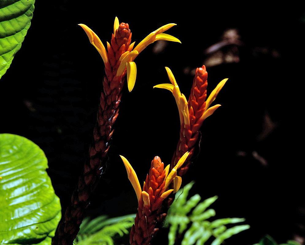 Cluster of Aphelandra hartwegiana red flower spikes with vivid yellow blossoms standing out against a dark forest background