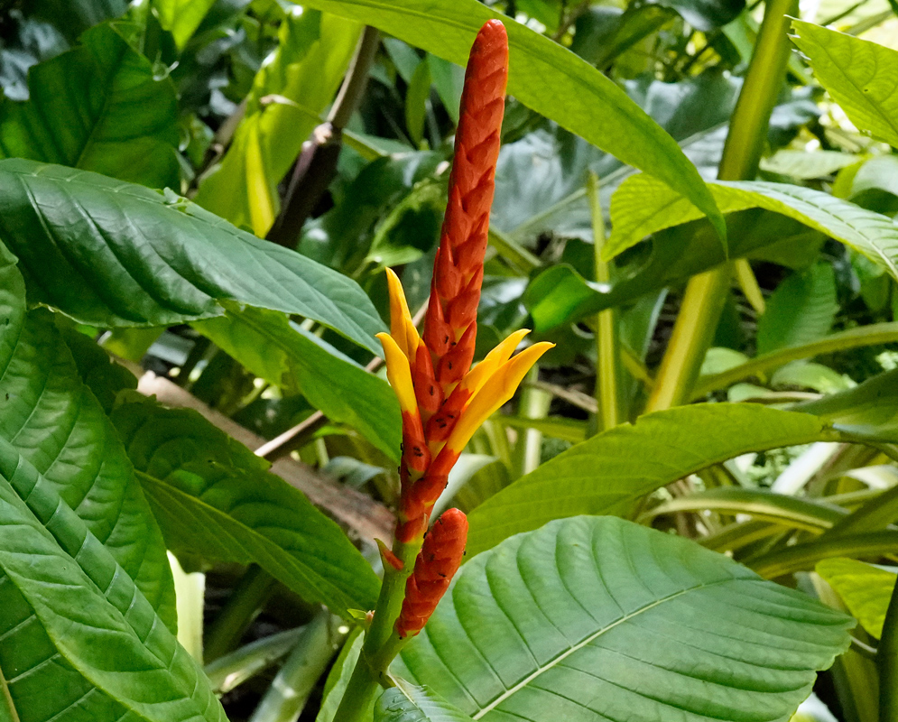 Tall red flowering spike of Aphelandra hartwegiana with yellow blooms emerging between lush green tropical leaves