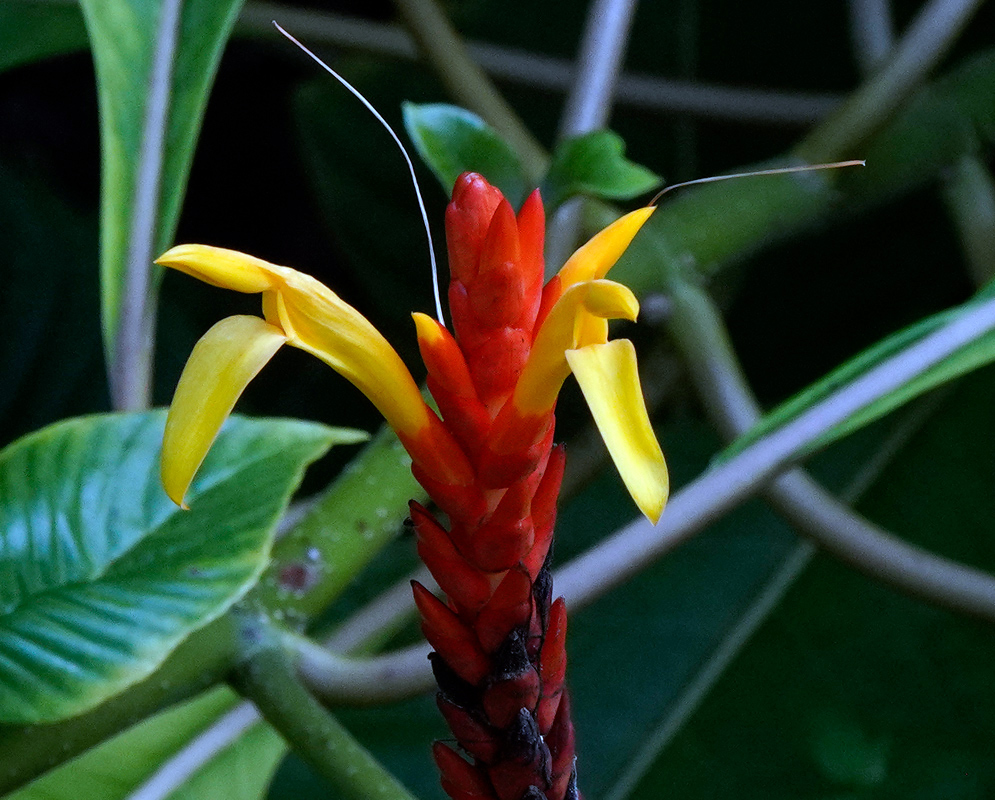 Close-up of vivid red and yellow flowers of Aphelandra hartwegiana with long stamens against a backdrop of tropical foliage