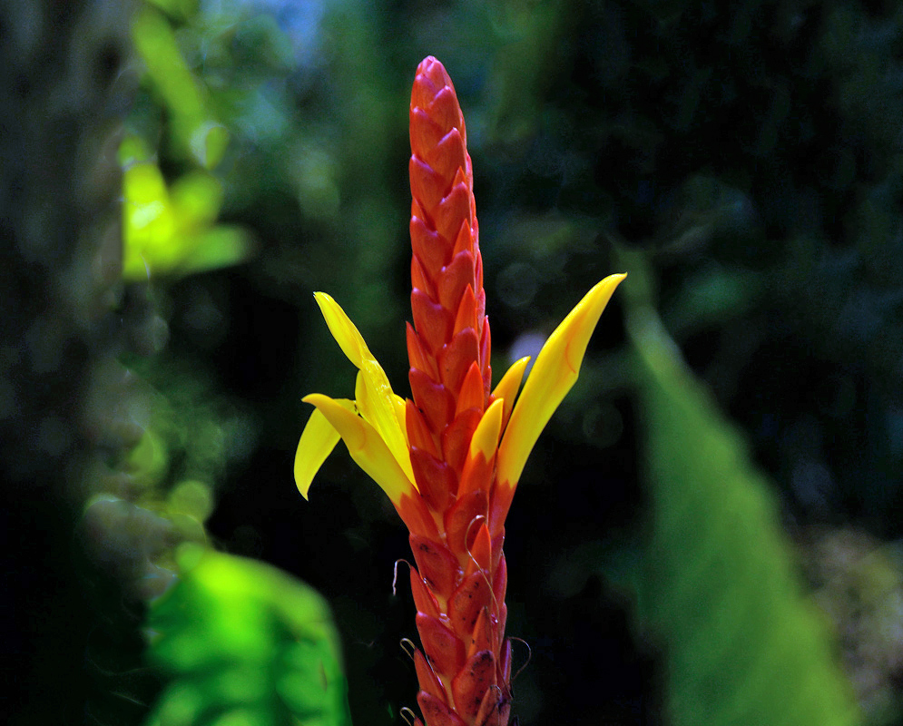 Close-up of a single Aphelandra hartwegiana red inflorescence with bright yellow tubular flowers emerging at the top