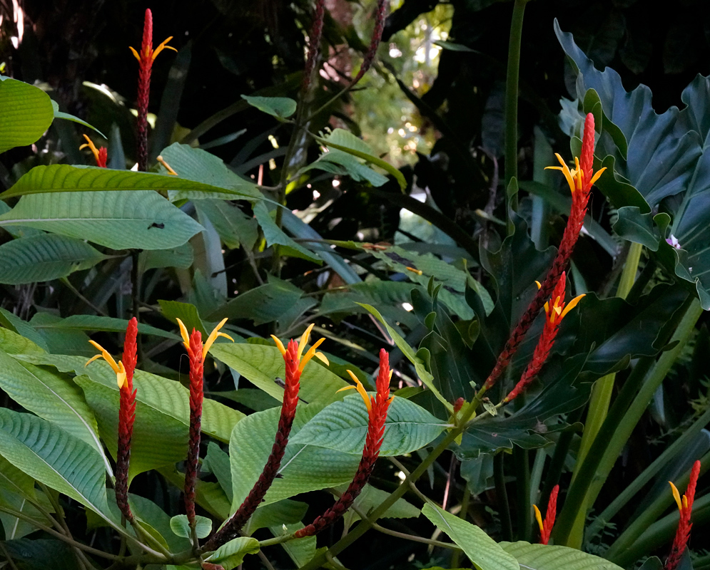 Cluster of Aphelandra hartwegiana plants with numerous tall red inflorescences and bright yellow flowers emerging from the top in a tropical forest setting