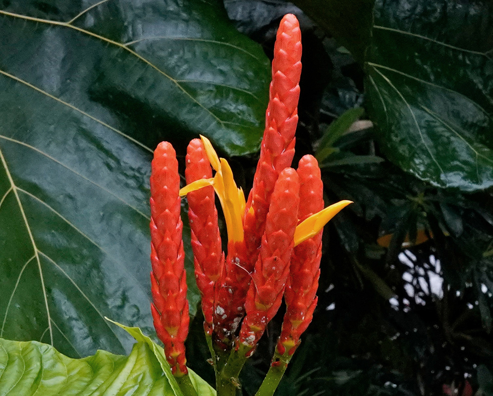 Cluster of vibrant red-orange Aphelandra hartwegiana flower spikes with emerging yellow blossoms set against large glossy green leaves