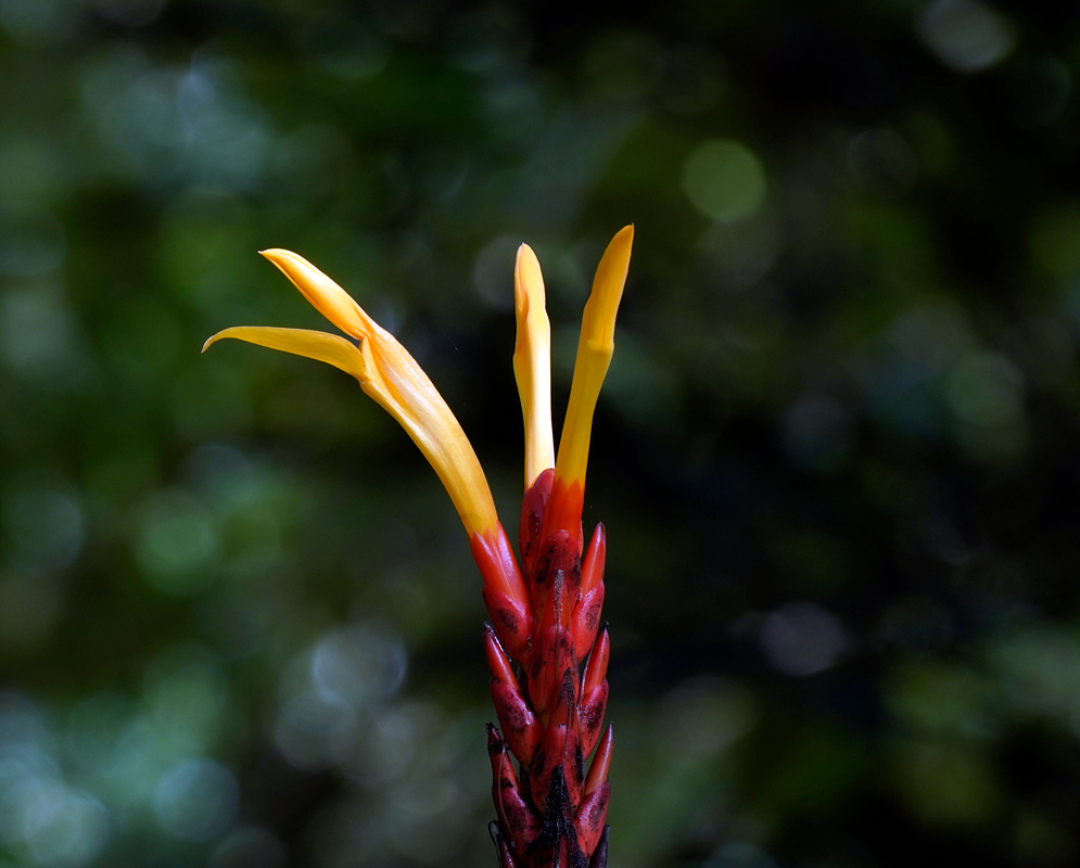 Close-up of a red Aphelandra hartwegiana flower spike with three delicate yellow tubular blossoms against a soft green bokeh background