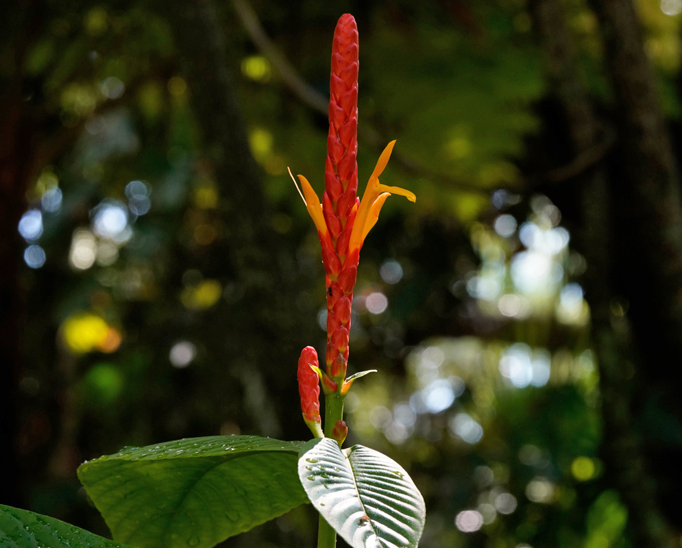 Single Aphelandra hartwegiana flower spike with red bracts and yellow tubular flowers emerging above glossy green leaves in a tropical forest setting