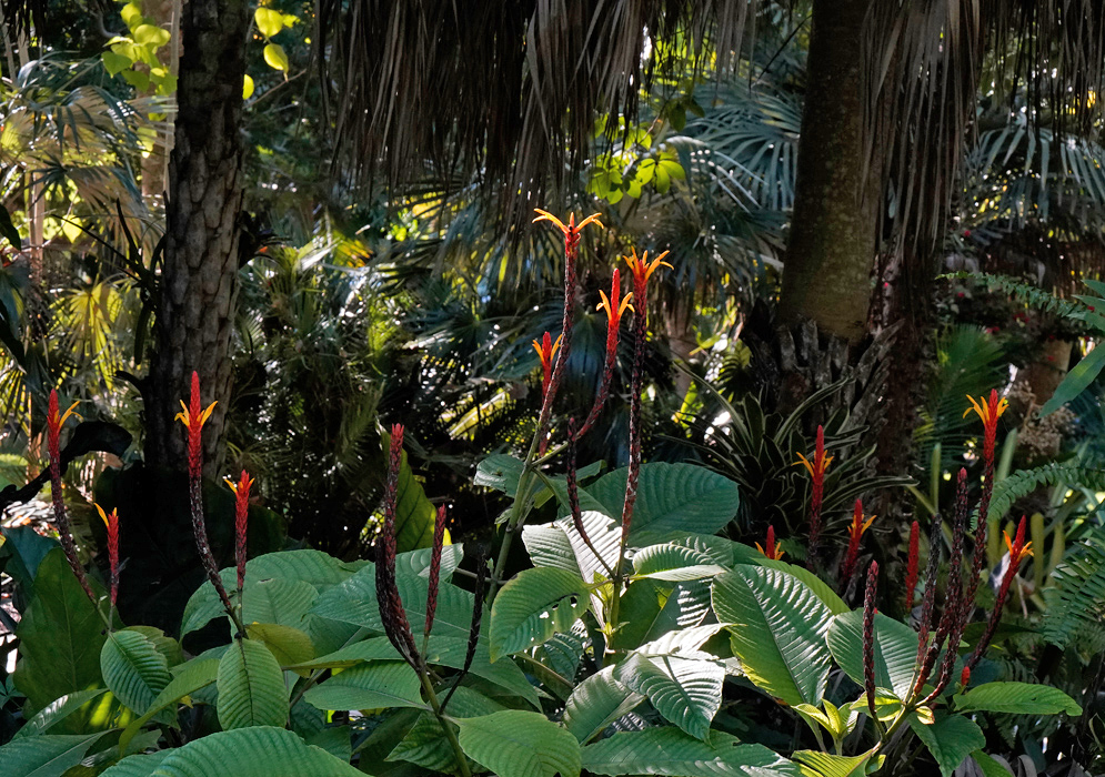 Cluster of Aphelandra hartwegiana flower spikes with vivid red bracts and bright yellow tubular flowers rising above lush tropical foliage in a dense rainforest