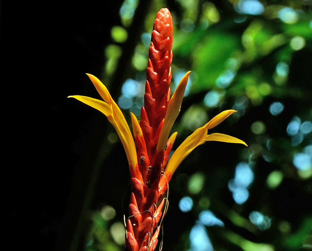 Aphelandra hartwegiana flower spike with deep red bracts and vivid yellow flowers, visited by ants in a lush tropical forest setting