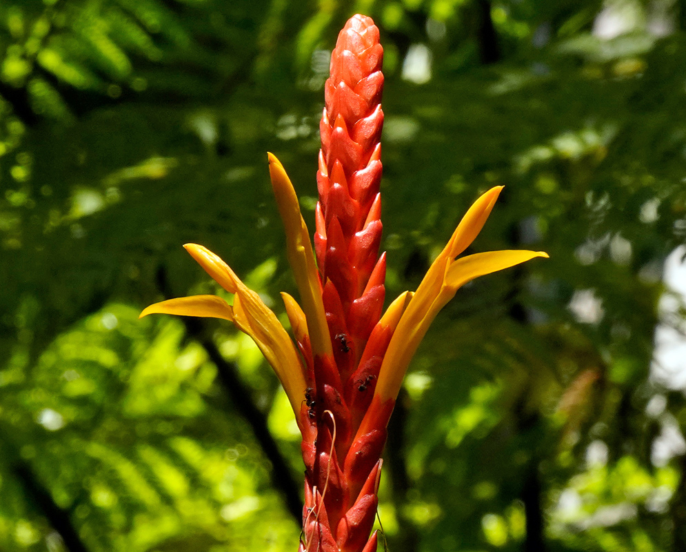 Close-up of a vibrant Aphelandra hartwegiana flower spike with brilliant red bracts and emerging yellow tubular flowers against a soft-focus green jungle background
