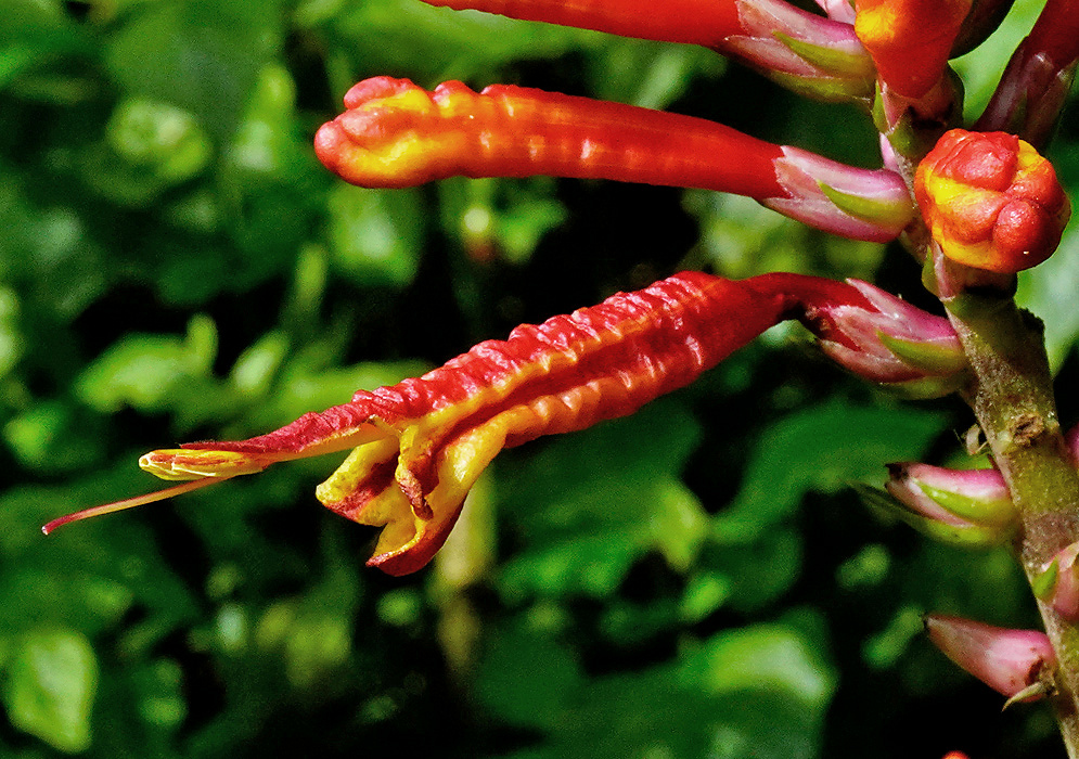 Long red-orange Aphelandra runcinata tubular flower opening from a vertical spike beside rounded red and yellow buds