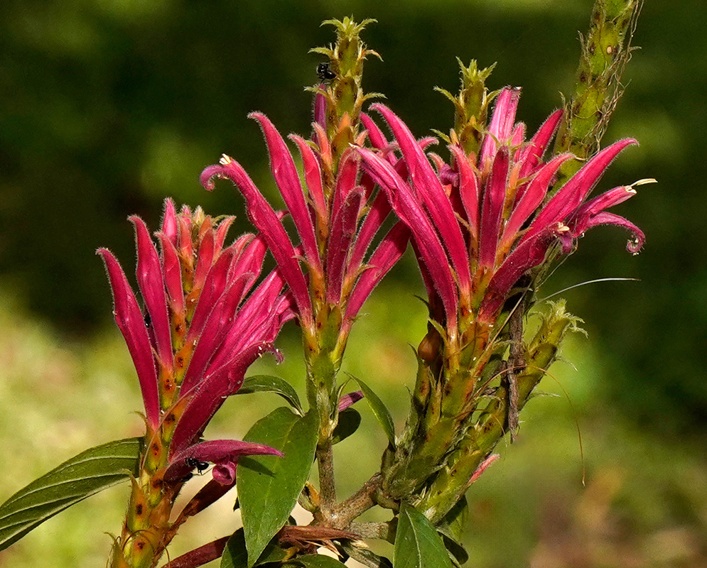 everal dark pink tubular flowers of the Aphelandra scabra plant in full bloom, emerging from spiky green bracts against a soft green background