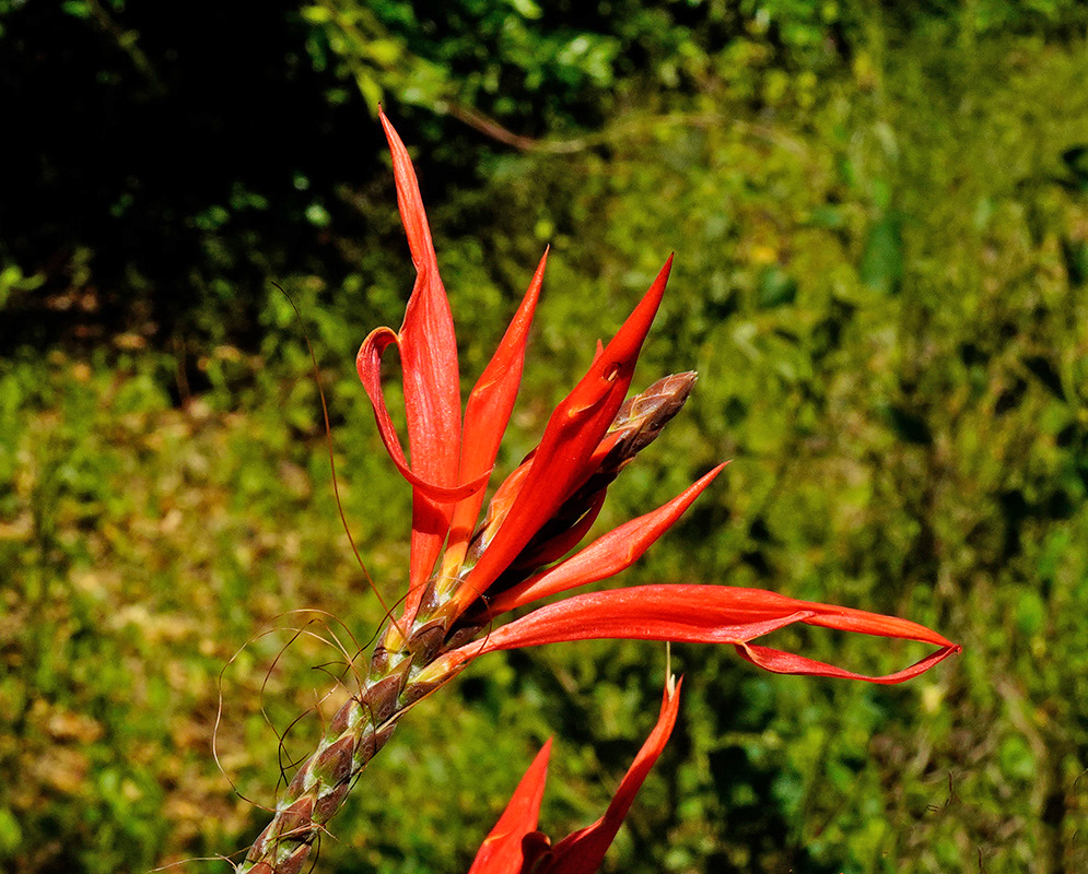 Curved orange-red flowers of Aphelandra scabra extending from a spiky bracted stem with long thread-like hairs, against a blurred forest background