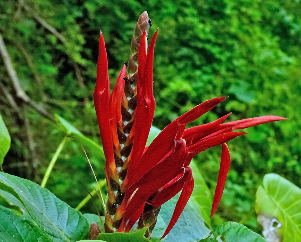 Aphelandra scabra red tubular flowers emerging from a scaly cone-like spike with ants crawling on the bracts, set against a dense green jungle background