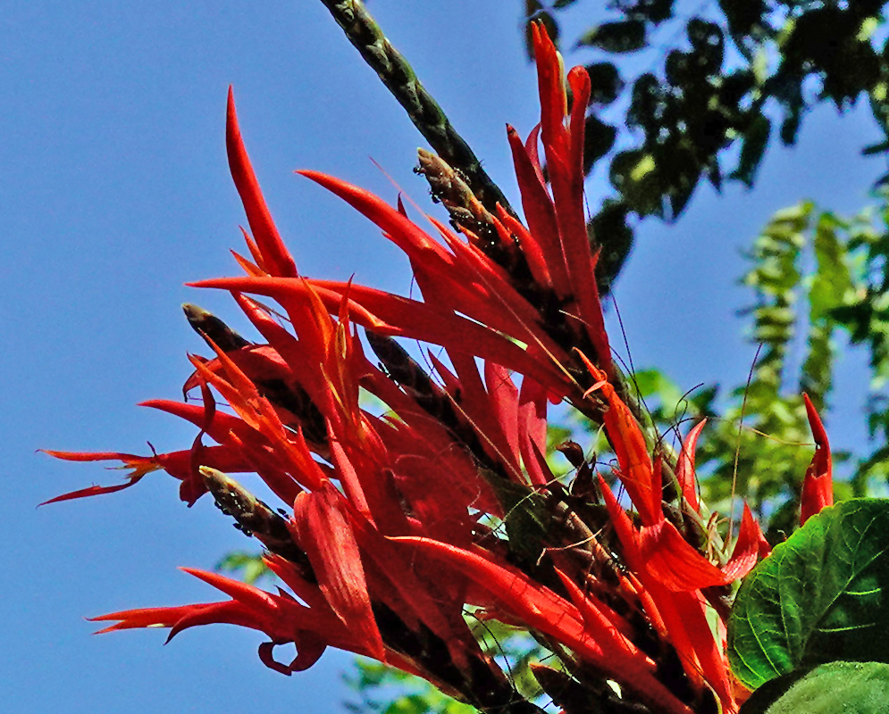 Dense red inflorescence of Aphelandra scabra with narrow curved petals emerging from a bracted stem, set against a blue sky and green foliage